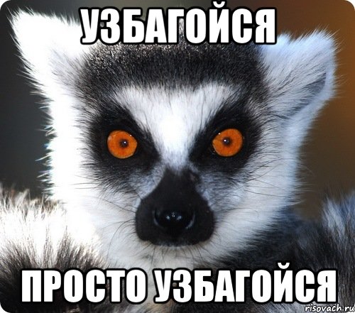 lemur_29252936_orig_.jpeg