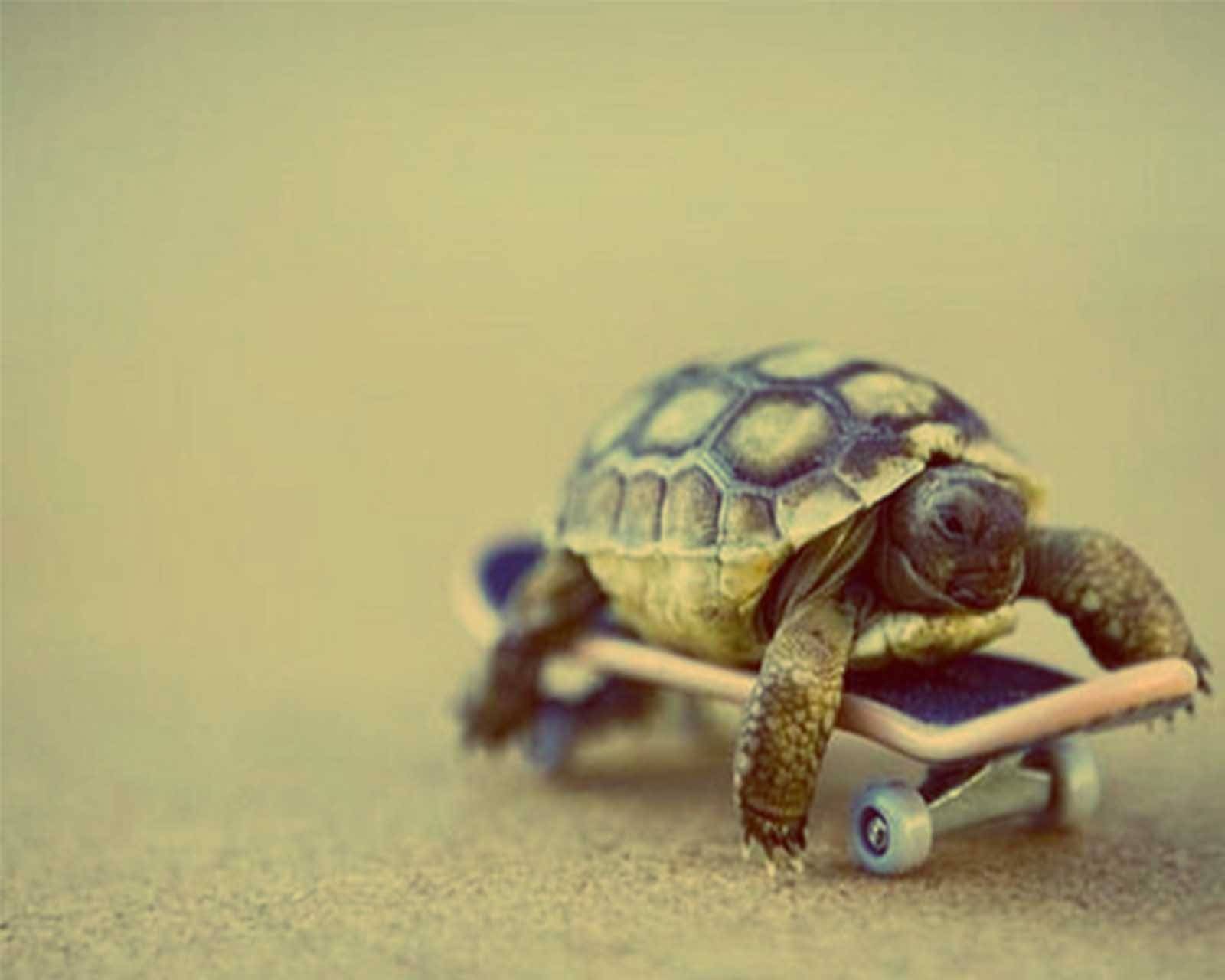 Черепаха ползет в 6 раз медленнее чем. Черепашка. Смешная черепаха. Милые черепахи. Добрая черепаха.