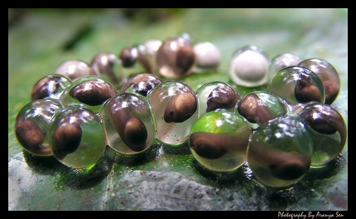 frog_eggs.jpg